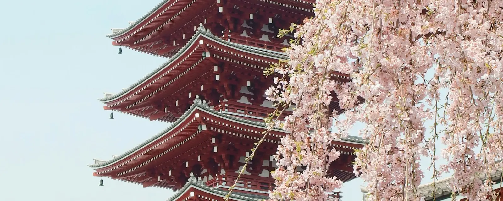 Five-story pagoda of Senso-ji framed by cherry blossoms