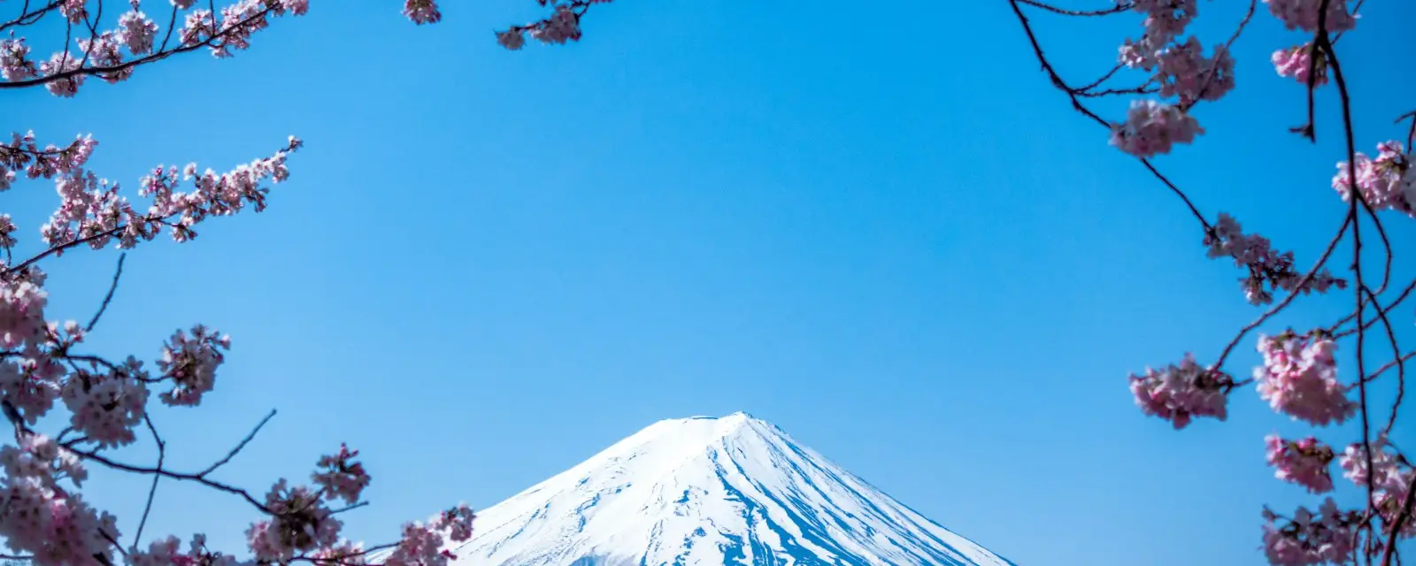 Mount Fuji framed by cherry blossom branches
