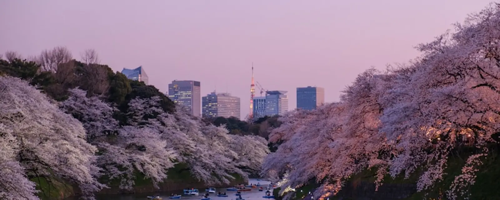 Rowboats on the Chidorigafuchi moat beneath blooming cherry trees at dusk