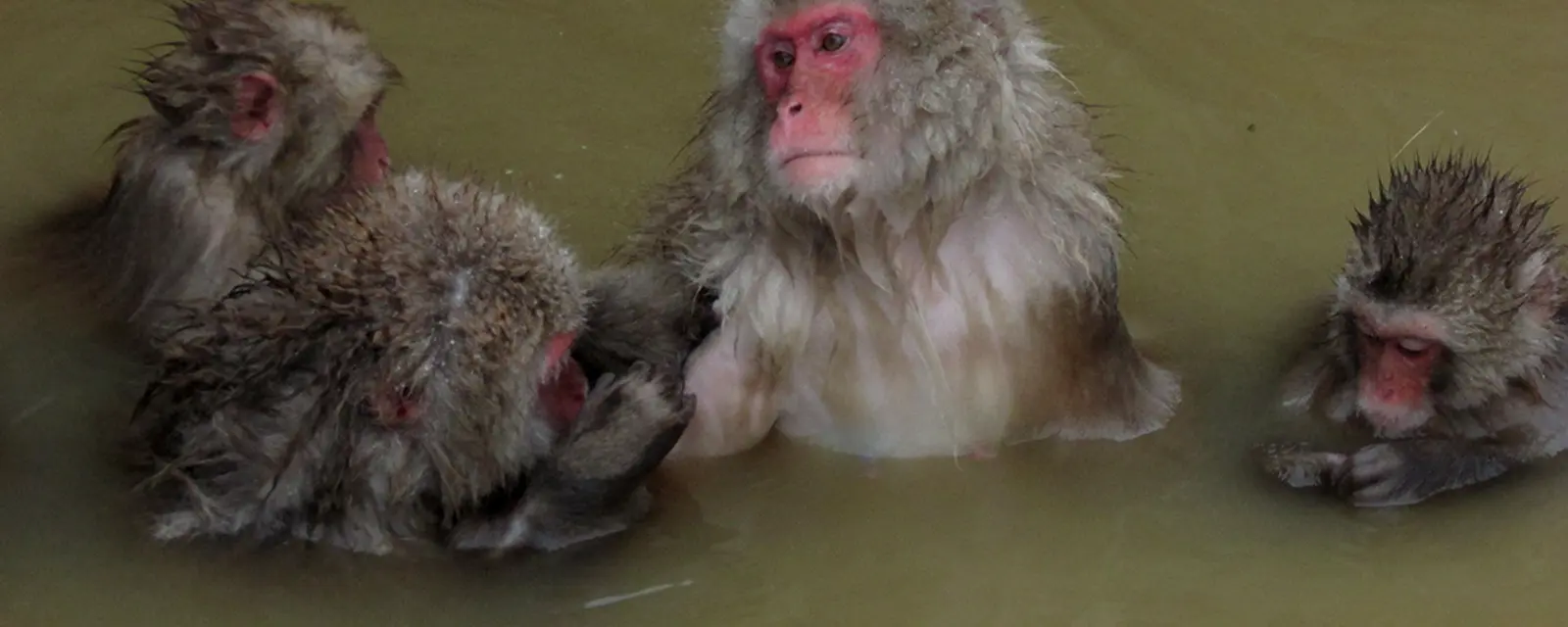 Japanese macaques bathing together in a steaming hot spring pool