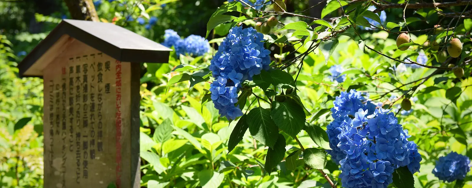Blue hydrangeas blooming beside a wooden temple sign at Meigetsu-in