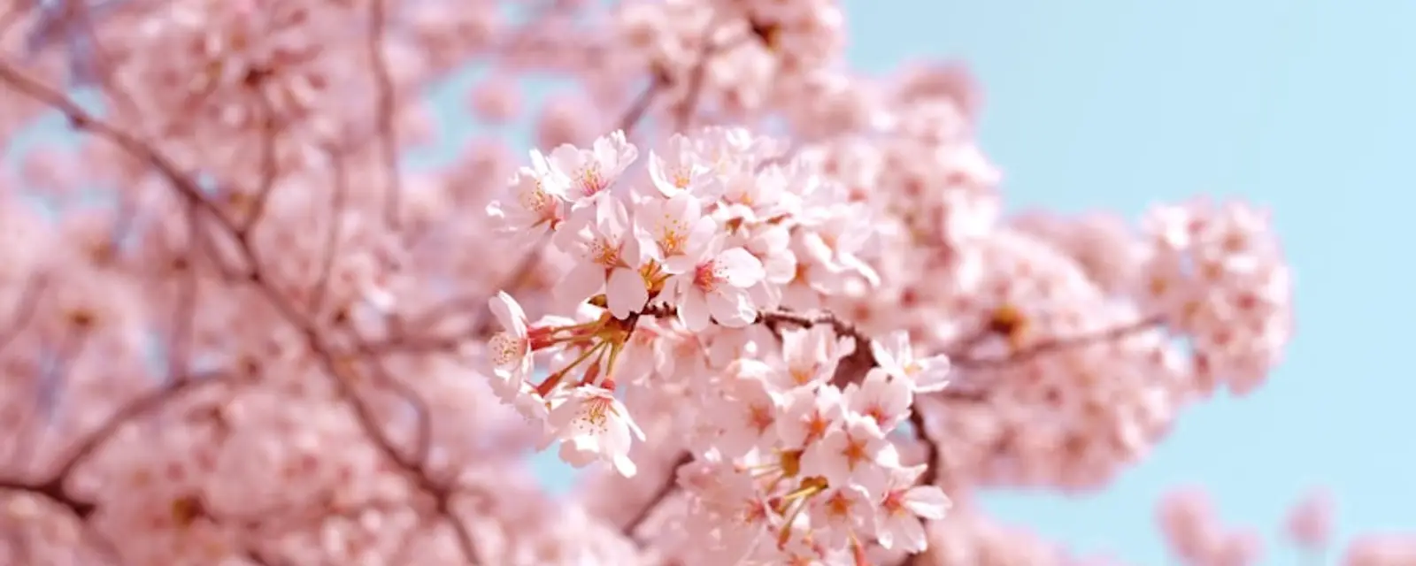 Pink cherry blossoms against a blue spring sky
