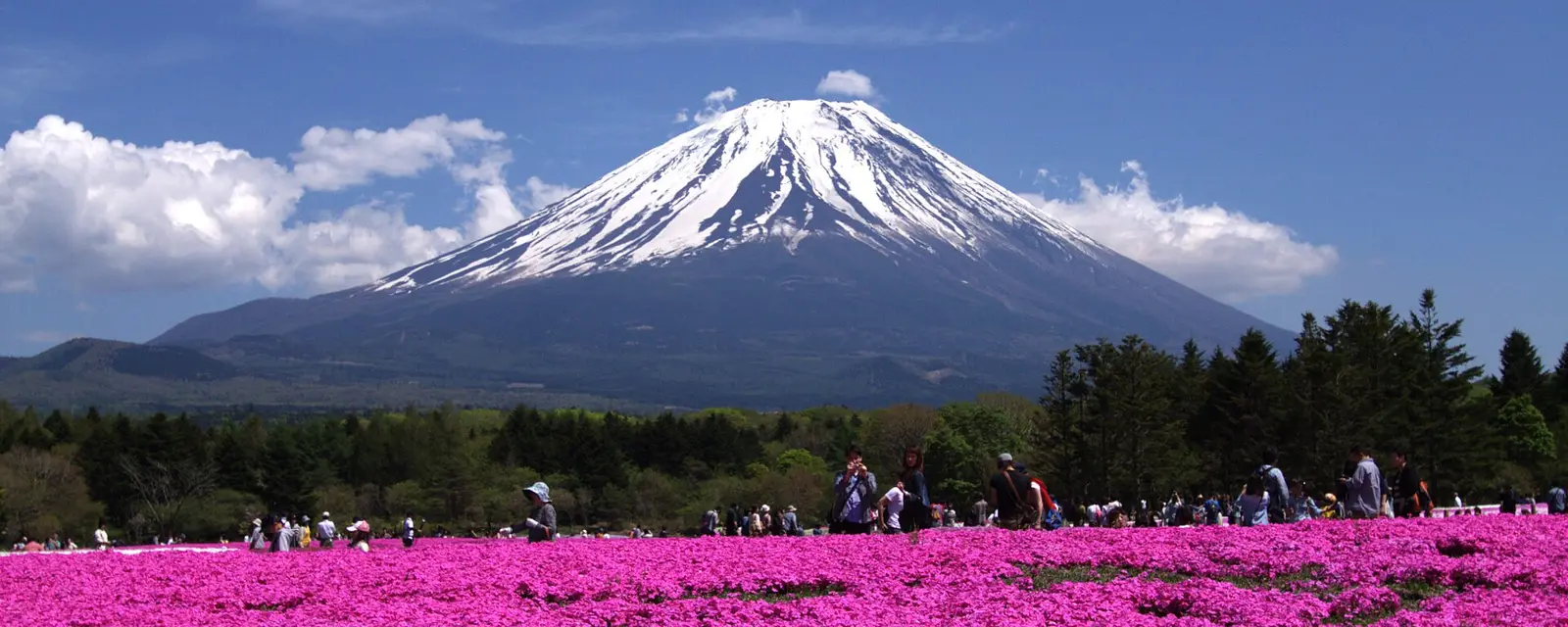 A pink carpet of shibazakura moss phlox beneath snow-capped Mount Fuji