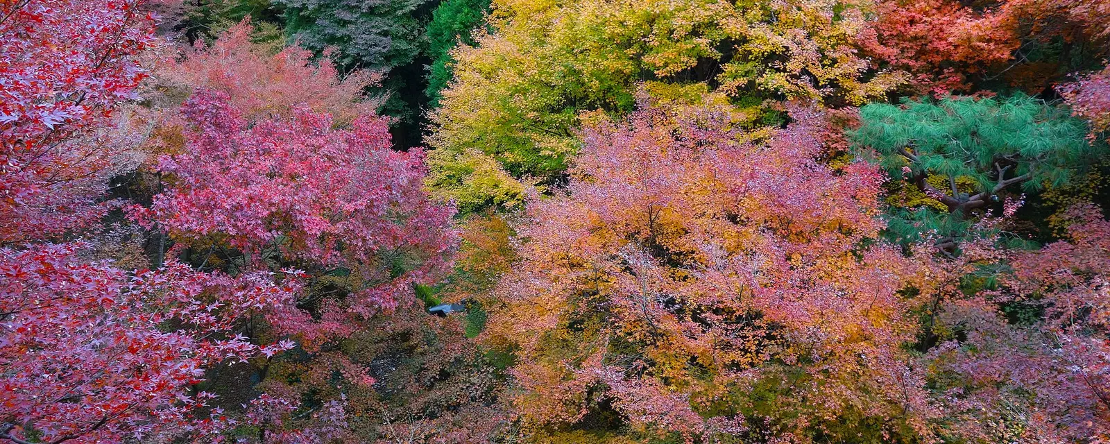 A canopy of red, orange and gold maple foliage at Tofuku-ji temple, Kyoto