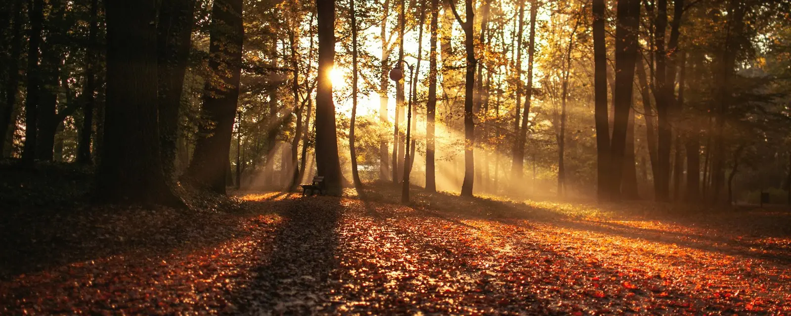 Autumn forest path covered in red fallen leaves