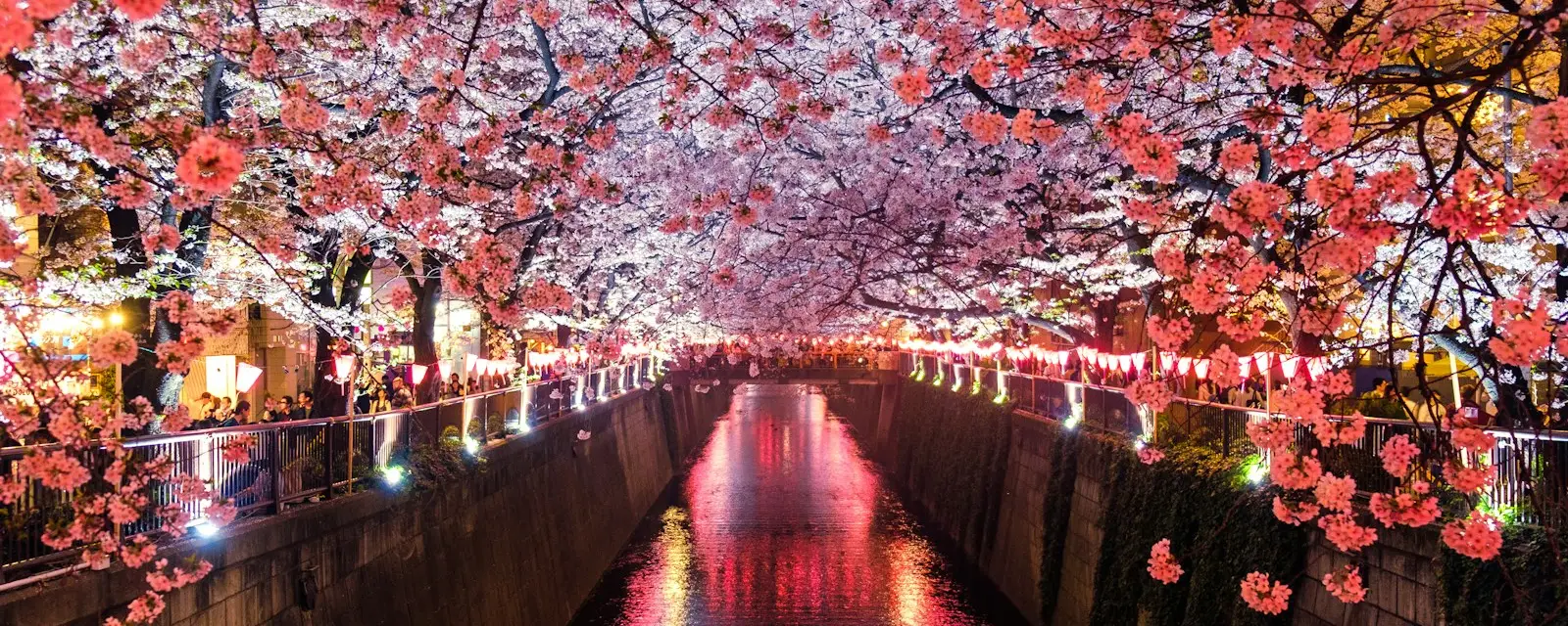 Cherry blossoms over the Meguro River at night