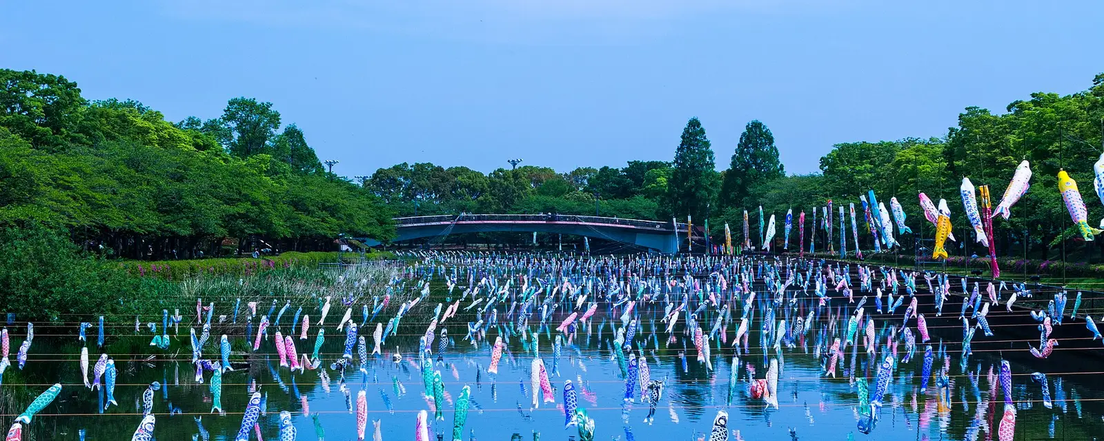 Hundreds of colorful koinobori carp streamers strung above a park pond