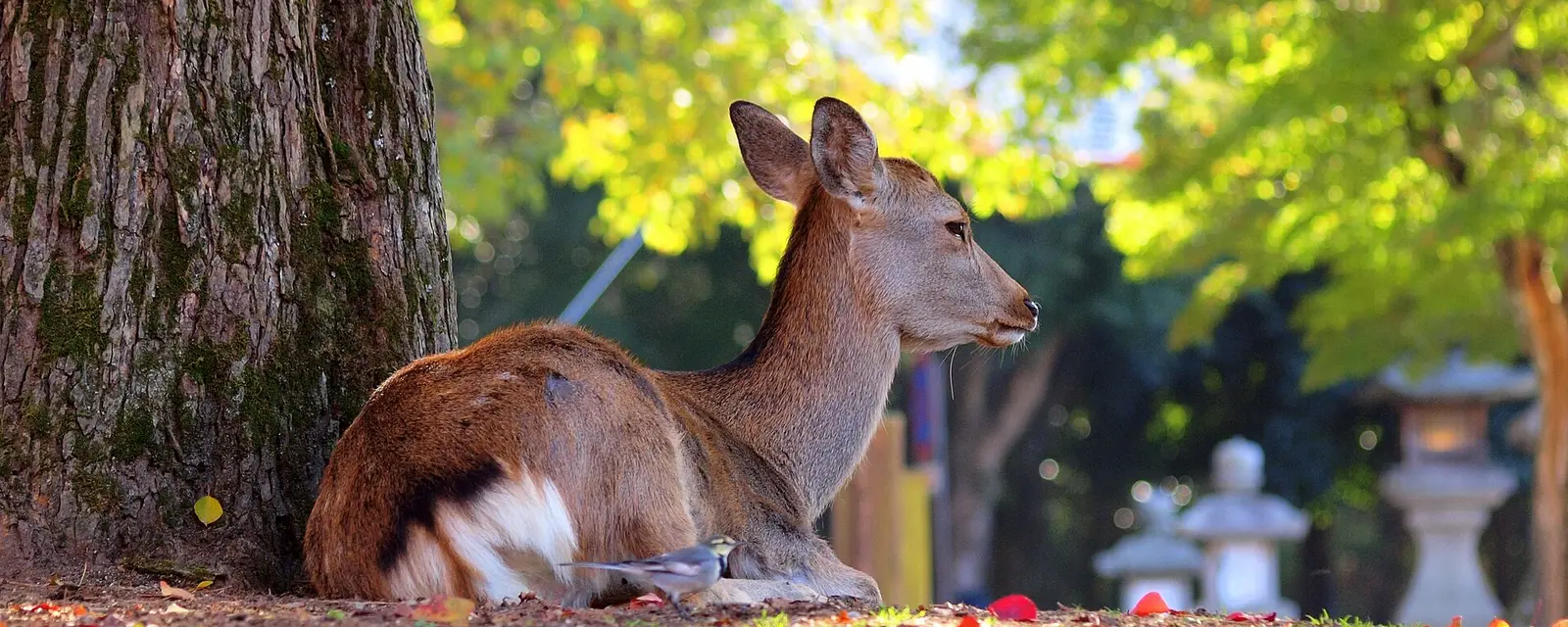 A sika deer resting beneath a tree in Nara Park with stone lanterns behind